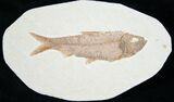 Knightia Fossil Fish - Wyoming #7546-1